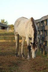 Grey horse