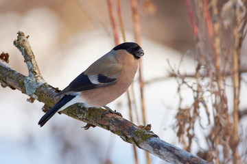 Eurasian bullfinch sits on a branch with flaky bark in a winter forest park.