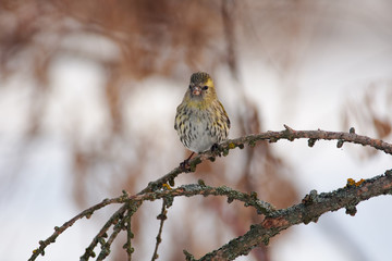 Siskin sits on a larch branch in high spirits in a forest park in early spring.