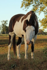 Paint horse