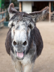 Fototapeta premium Grey donkey 