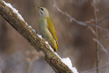 Grey-headed woodpecker sits on a snowy branch in the forest park on the first day of winter.