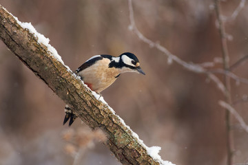 Great spotted woodpecker sits on a snowy branch in the forest park on the first day of winter.