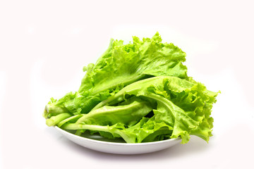 fresh green lettuce