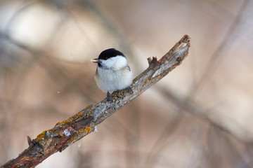 Willow tit sits on a snowy branch with a seed in its beak in the forest park on the first day of winter.