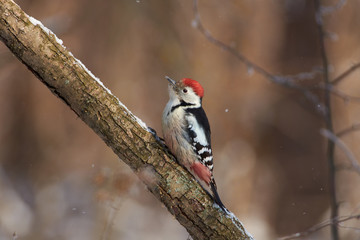 Middle spotted woodpecker sits on a snowy branch in the forest park on the first day of winter.
