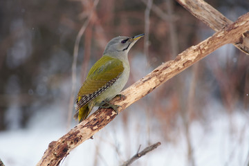 Grey-headed woodpecker sits on an oak branch in a snowy forest park in early spring.