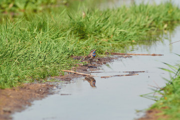 Bluethroat stands on the coast of a creek against the background of growing grass (reflected in the water).