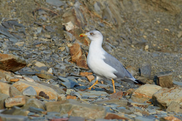Yellow-legged gull walks along the stony seashore in search of food.