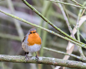 Robin perched on a branch with a light green reed background 