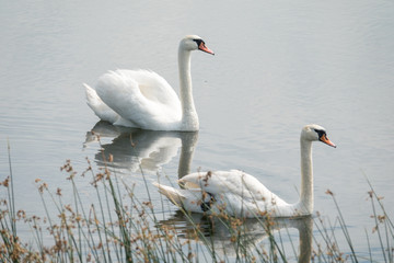 Pair of swans