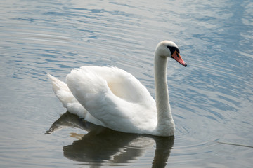 Obraz premium Portrait of a swan