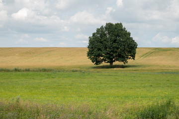 Lonely oak on the field