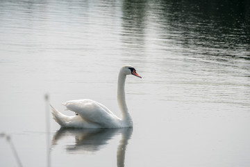 Lonely swimming swan