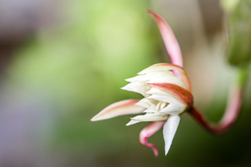 white tropical flower