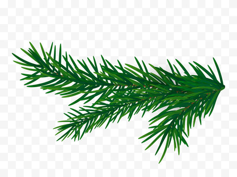 Christmas tree branch. Fir branch isolated. 