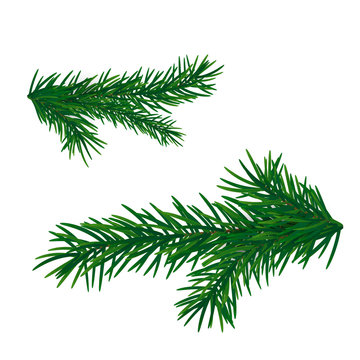 Christmas tree branch. Fir branch isolated. 