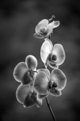 Fototapeta na wymiar Orchid black & white