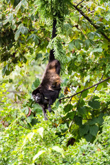 Mother and baby howler monkey foraging for food in the jungle of Costa Rica