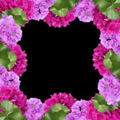 Beautiful floral background of pelargonium 