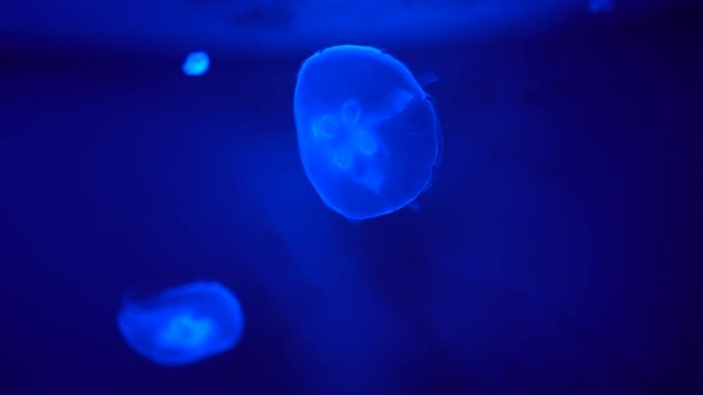 Jellyfish moves in the water column at blue background