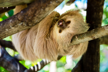 Sleeping 2 toed sloth lying on a branch