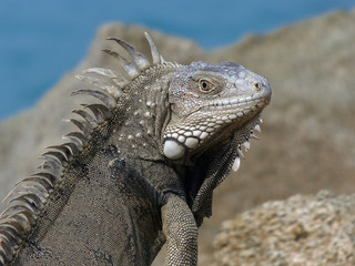 Iguana close up