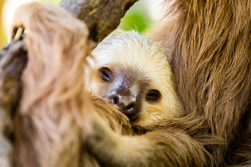 Sleeping two-toed solth