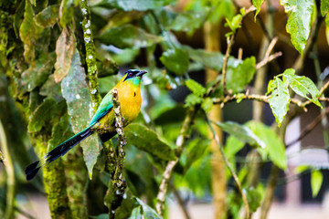 Blue-crowned Motmot of Costa Rica