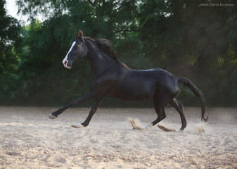 black marwari mare galloping free