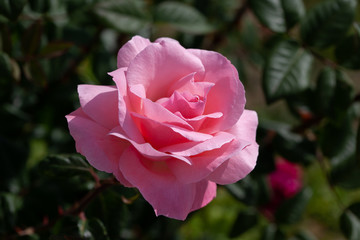 Pink rose