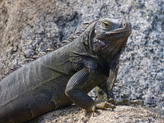 Obraz premium Iguana close up