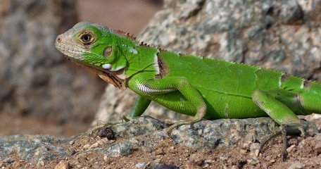 Iguana close up