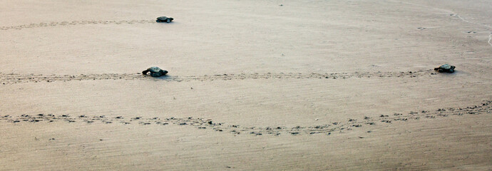 Olive Ridley sea turtles babies off to the big blue