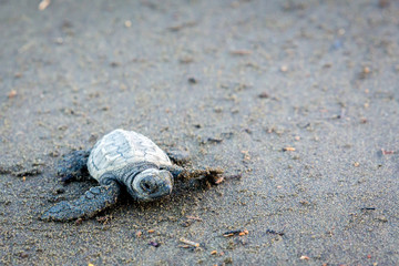Olive Ridley sea turtle baby making its way to the ocean