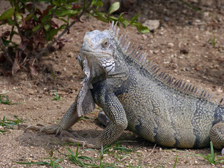 Iguana close up