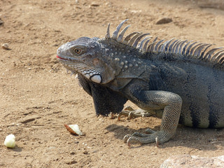Iguana close up