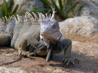 Iguana close up