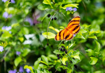 Banded Orange Butterfly on a bush