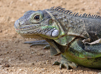 Iguana close up