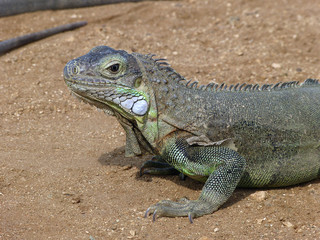 Iguana close up