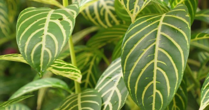 Ornate Green Maranta Plant in Garden