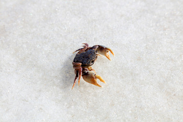 Crabs on the ice