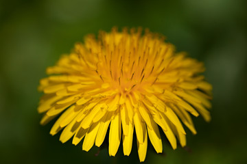 Common dandelion (Taraxacum officinale)