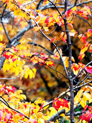 Feuilles d'érable au couleurs de l'automne