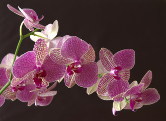 Fototapeta na wymiar Fresh pink orchid with dark background