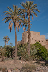 Palm trees tower near a traditional mud brick kasbah under blue skies in Morocco.