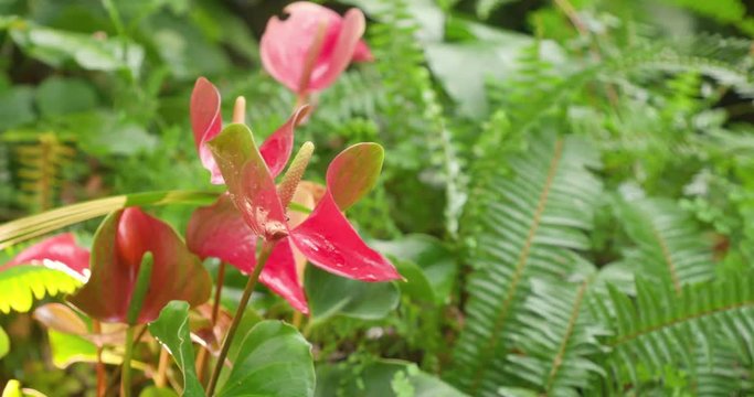 Colorful Anthurium (Laceleaf) Flower with Red and Pink Petals in Garden