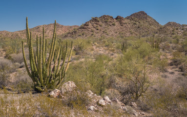 Organ pipe cactus (Stenocereus thurberi) stand above rocks and green brush on the rocky slopes of desert hillsides