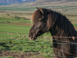 Profile portrait of a single dark brown Icelandic horse looking over a wire fence from a green...